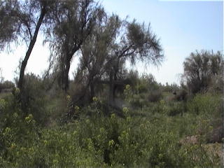 Cemetery Trees