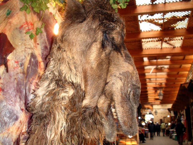A camel in Fez